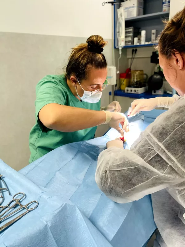 Membre de l'équipe vétérinaire UVCB pendant une opération chirurgicale