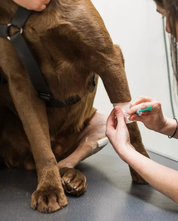 Prise de sang à la patte d'un chien