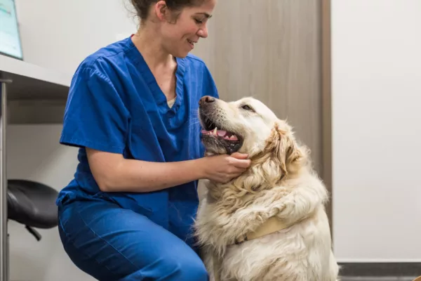 Membre de l'équipe UVCB caressant un chien