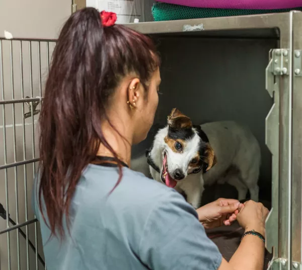 Chien au repos en cage après une intervention