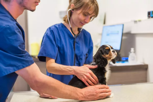 Vétérinaire de l'équipe UVCB auscultant un chien Cavalier King Charles